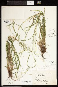 Carex debilis image