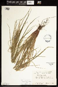 Carex debilis image