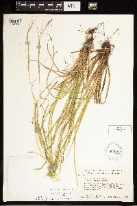 Carex debilis image