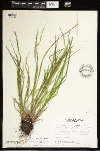 Carex debilis image