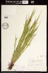 Carex debilis image