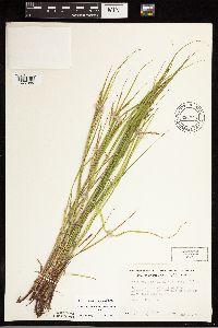 Carex debilis image