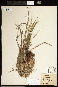 Carex debilis image