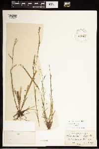 Carex debilis image