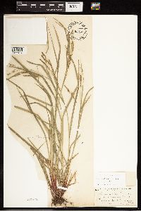 Carex debilis image
