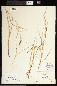 Carex debilis image