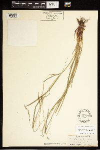 Carex debilis image