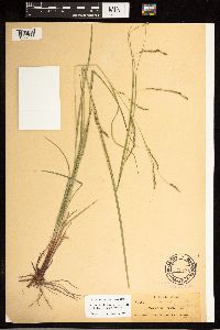 Carex debilis image