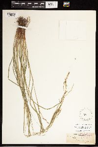 Carex debilis image