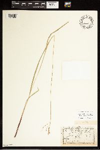 Carex debilis image