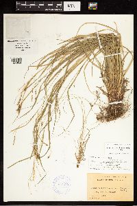Carex debilis image