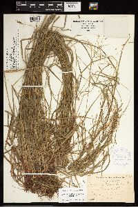 Carex debilis image
