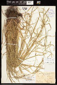 Carex debilis image