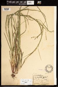 Carex debilis image