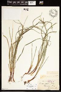 Carex debilis image