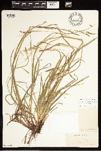 Carex debilis image