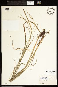 Carex debilis image