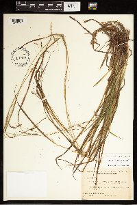 Carex debilis image