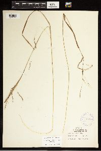 Carex debilis image