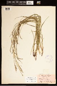 Carex debilis image