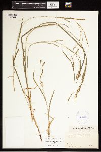 Carex debilis image