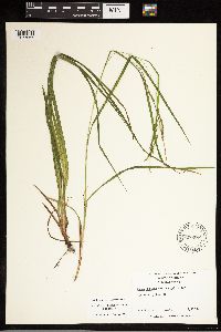 Carex debilis image