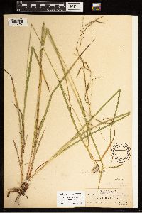 Carex debilis image