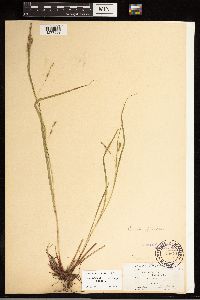 Carex debilis image