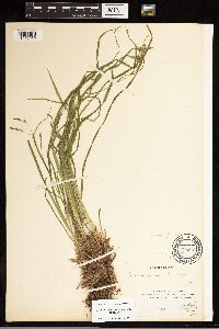 Carex debilis image