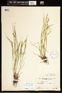 Carex debilis image