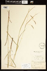 Carex debilis image