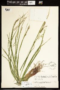 Carex debilis image