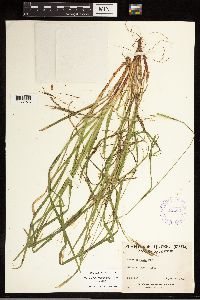 Carex debilis image