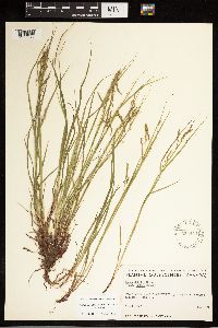 Carex debilis image