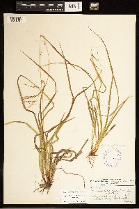 Carex debilis image