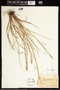 Carex debilis image