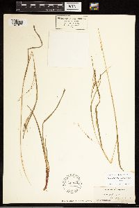 Carex debilis image