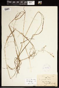 Carex debilis image