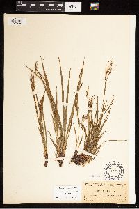 Carex debilis image
