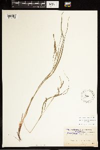 Carex debilis image