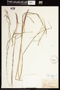 Carex debilis image