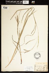 Carex debilis image