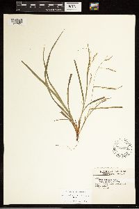 Carex debilis image