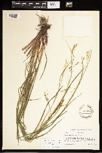 Carex debilis image