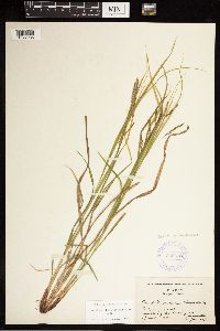 Carex debilis image