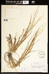 Carex debilis image