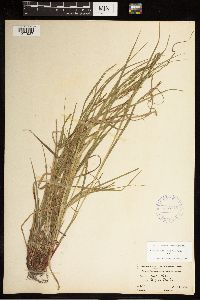 Carex debilis image