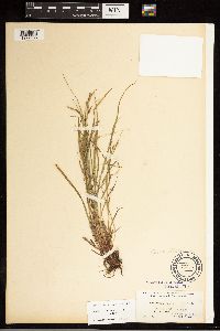 Carex debilis image