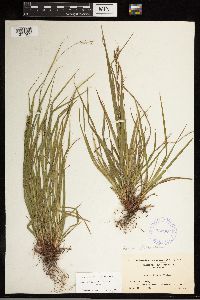 Carex debilis image