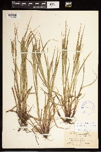 Carex debilis image